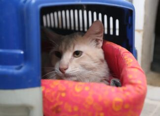 Pesquisa do Procon-JP encontra diferença de até R$ 1.150 no preço da castração de gatos