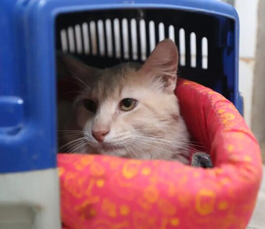 Pesquisa do Procon-JP encontra diferença de até R$ 1.150 no preço da castração de gatos