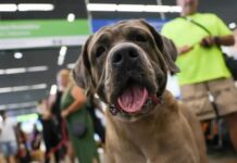 STF suspende lei sobre transporte aéreo de animais de apoio emocional