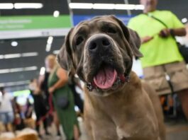 STF suspende lei sobre transporte aéreo de animais de apoio emocional