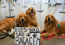 Após morte de Joca, tutores se manifestam no aeroporto de Brasília