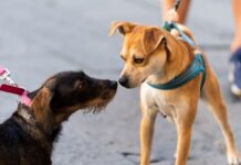 Comissão aprova proibição de coleiras que causam dor ou choque em animais