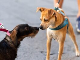 Comissão aprova proibição de coleiras que causam dor ou choque em animais