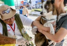 PMJP reforça a importância da vacinação antirrábica para a proteção de cães, gatos e da população