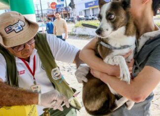 PMJP reforça a importância da vacinação antirrábica para a proteção de cães, gatos e da população