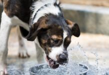 Centro de Zoonoses alerta para cuidados com pets no verão