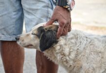 Prefeitura investiga mais de 400 denúncias de maus-tratos animais em João Pessoa