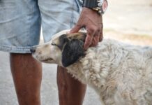 Centro de Zoonoses promove feira de adoção de cães e gatos neste sábado na Praça da Bandeira