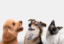 Saiba como proteger os pets dos fogos de artifício
