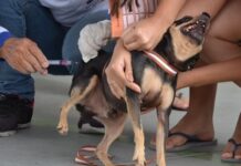 Campina Grande aplica mais de 23 mil doses de vacina antirrábica no segundo Dia D da campanha para imunizar cães e gatos