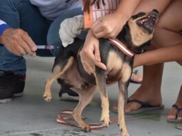 Campina Grande aplica mais de 23 mil doses de vacina antirrábica no segundo Dia D da campanha para imunizar cães e gatos
