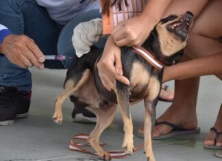 Campina Grande aplica mais de 23 mil doses de vacina antirrábica no segundo Dia D da campanha para imunizar cães e gatos