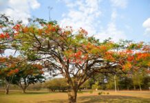 Primavera começa neste sábado e traz ainda mais beleza