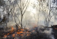 Área queimada no Brasil cresce 248% em relação a janeiro de 2023