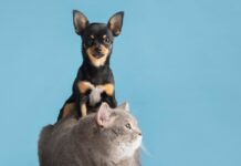 Outubro Rosa: como identificar câncer de mama nos pets?