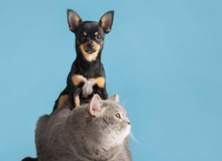 Outubro Rosa: como identificar câncer de mama nos pets?