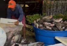 Vereador Rostand Paraíba entrega peixes na Zona Leste de Campina Grande durante a Semana Santa