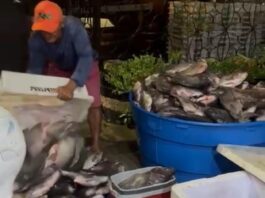 Vereador Rostand Paraíba entrega peixes na Zona Leste de Campina Grande durante a Semana Santa