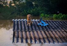 RS firma acordo com ONG para assistência a animais resgatados