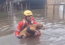 Mais de 11 mil animais afetados pelas enchentes no RS foram resgatados
