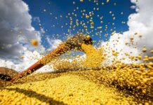 Brasil atinge novo recorde na produção de grãos