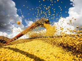 Brasil atinge novo recorde na produção de grãos