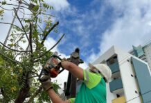 Mais de 900 podas realizadas em agosto reforçam cuidado da Sesuma com segurança e bem-estar da população