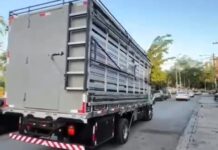 Prefeitura de Campina Grande inicia operação integrada para recolhimento de animais soltos em vias públicas