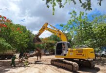 Sesuma realiza transplante de árvores para os Parques Evaldo Cruz e Dinamérica