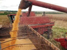 Brasil deve ter nova safra recorde de grãos em 2025/26, diz Conab