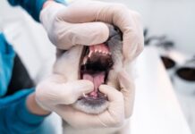 Como cuidar da saúde bucal dos pets?