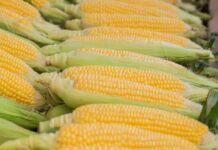 Comida junina: conheça os benefícios nutricionais do milho