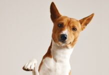 Cinomose: saiba como prevenir a doença nos pets