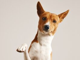 Cinomose: saiba como prevenir a doença nos pets