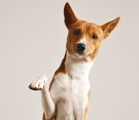 Cinomose: saiba como prevenir a doença nos pets