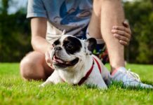 Quais os cuidados com os pets durante o verão?