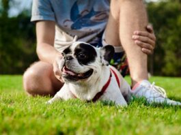 Quais os cuidados com os pets durante o verão?