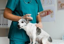 Campanha oferta gratuitamente vacinação contra cinomose para cães