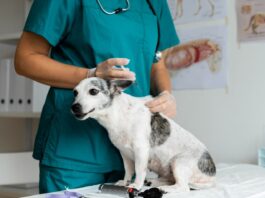 Campanha oferta gratuitamente vacinação contra cinomose para cães