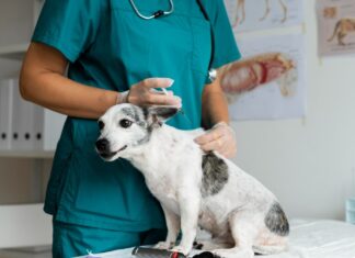 Campanha oferta gratuitamente vacinação contra cinomose para cães