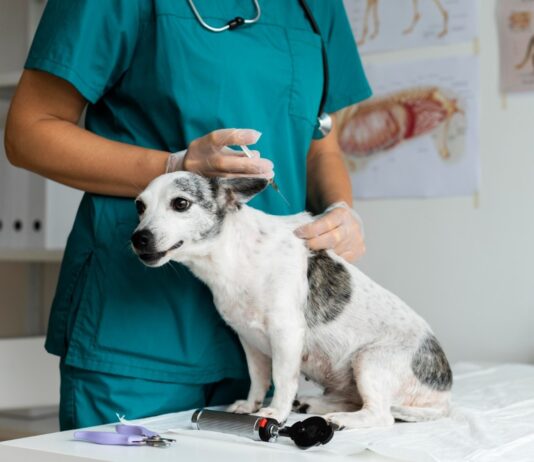 Campanha oferta gratuitamente vacinação contra cinomose para cães