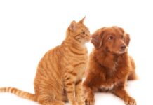 Saiba a importância de levar o pet periodicamente ao veterinário