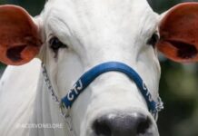 Eduardo Costa e Gustavo Tubarão compram vaca nelore de R$ 2 milhões