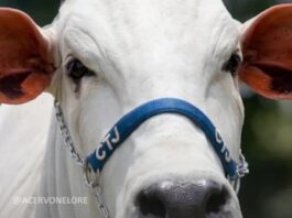 Eduardo Costa e Gustavo Tubarão compram vaca nelore de R$ 2 milhões