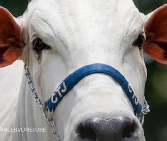 Eduardo Costa e Gustavo Tubarão compram vaca nelore de R$ 2 milhões